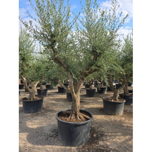 Olea tronco viejo forma natural  230/285 LT